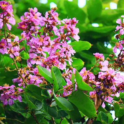 Banaba - Natural Blood Sugar Control Ingredient in Sugar Flush Pro